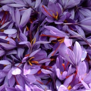  خاصیت شگفت‌انگیز گلبرگ زعفران